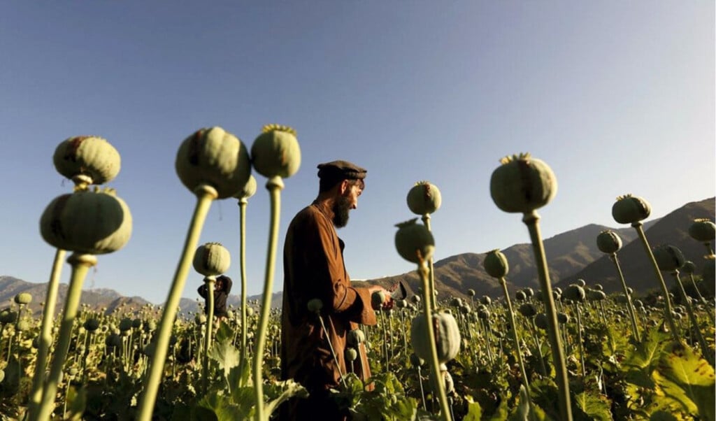 Afghanistan’s Opium Fields Shrink as Synthetic Drug Trade Booms 3 afghanistans opium fields shrink as synthetic drug trade booms Afghanistan’s Opium Fields Shrink as Synthetic Drug Trade Booms