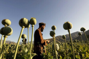 Afghanistan’s Opium Fields Shrink as Synthetic Drug Trade Booms
