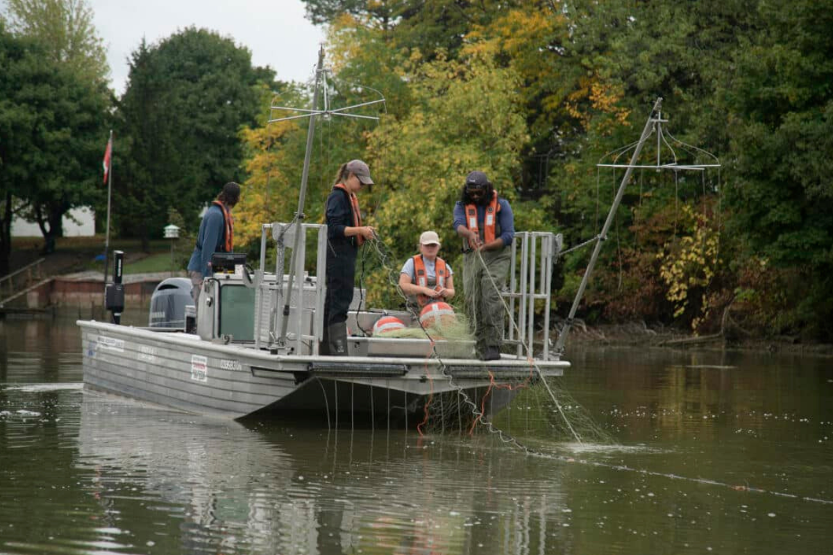 Americans and Canadians Unite Against Voracious ‘Eating Machine’ Carp