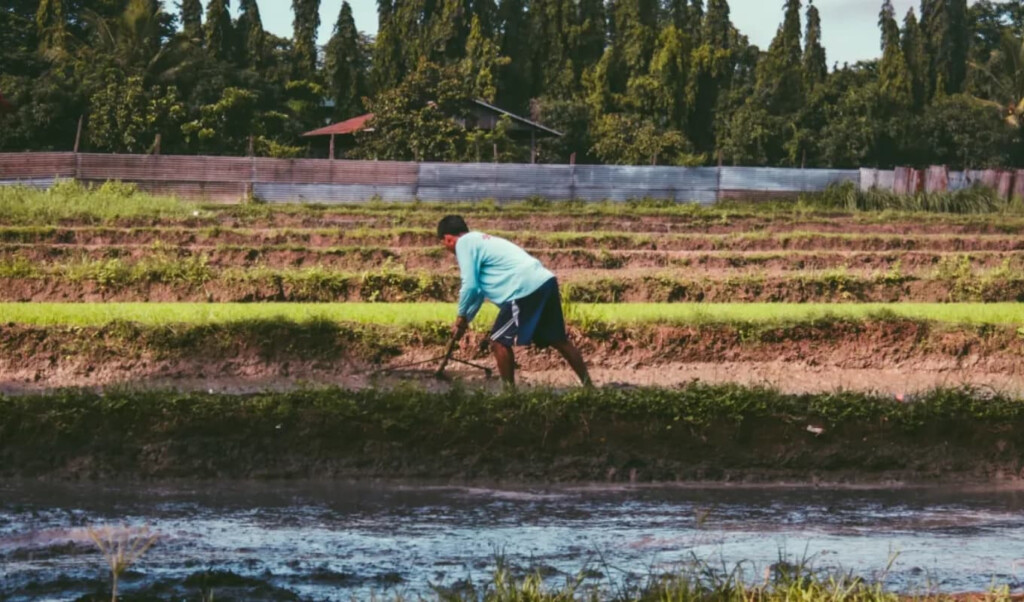 Asia-Pacific Crop Insurance Market Set Surge 3 asia pacific crop insurance market set surge Asia-Pacific Crop Insurance Market Set Surge