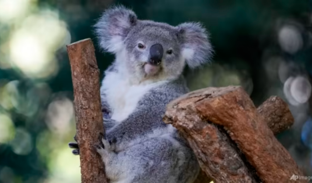 australia suspends logging to create koala haven on eastern coast Australia Suspends Logging to Create Koala Haven on Eastern Coast