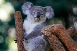 Australia Suspends Logging to Create Koala Haven on Eastern Coast