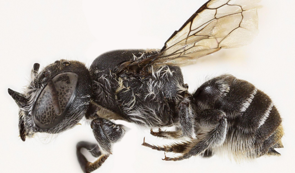 australian scientists discover new lucifer bee with devilish horns Australian Scientists Discover New ‘Lucifer’ Bee with Devilish Horns
