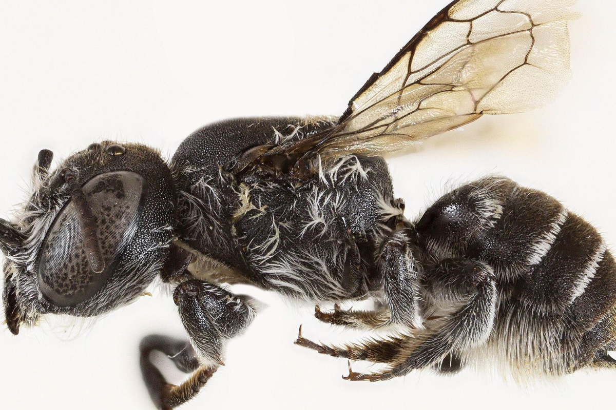 Australian Scientists Discover New ‘Lucifer’ Bee with Devilish Horns