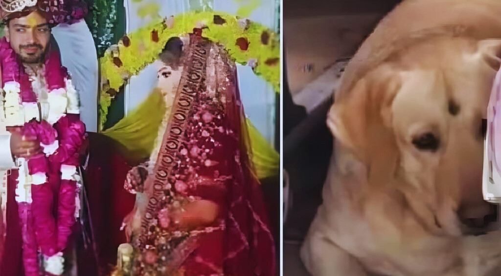 Bride’s Dog Sparks Wedding Clash, Ceremony Cancelled 2 brides dog sparks wedding clash ceremony cancelled Bride’s Dog Sparks Wedding Clash, Ceremony Cancelled