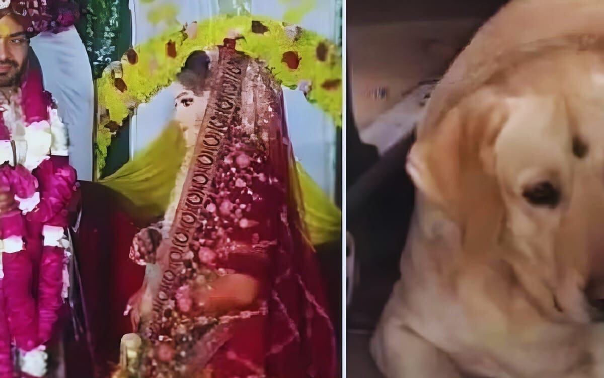 Bride’s Dog Sparks Wedding Clash, Ceremony Cancelled