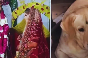 Bride’s Dog Sparks Wedding Clash, Ceremony Cancelled