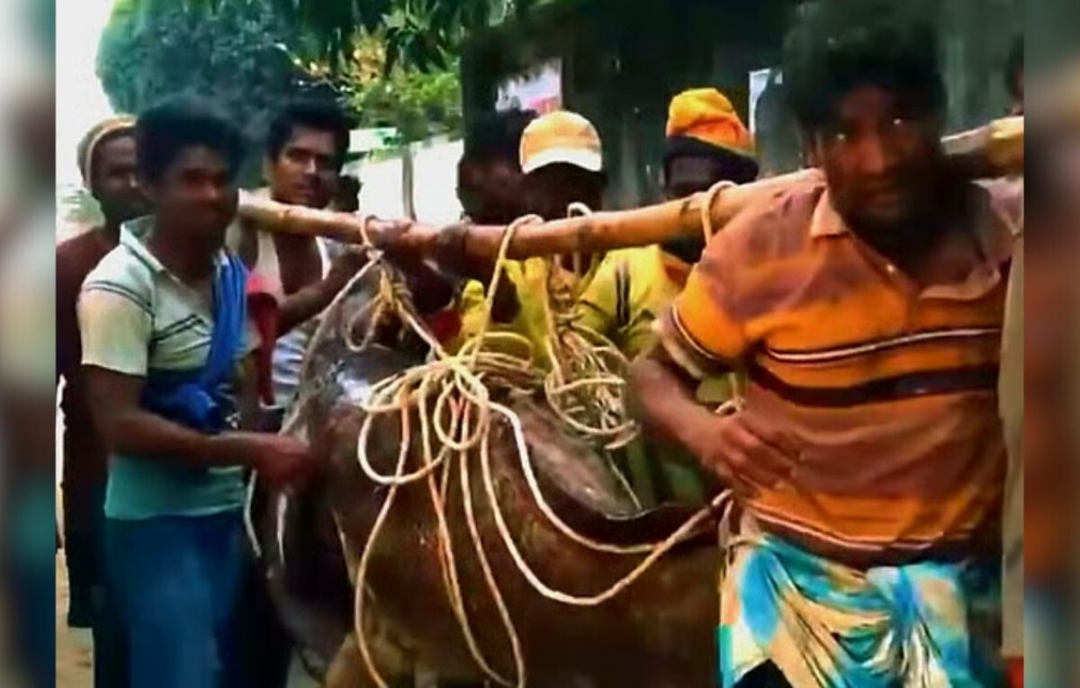 Colossal Bowl Fish Captured Near Saint Martin’s Island
