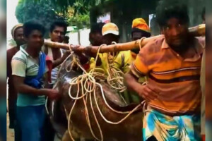 Colossal Bowl Fish Captured Near Saint Martin’s Island