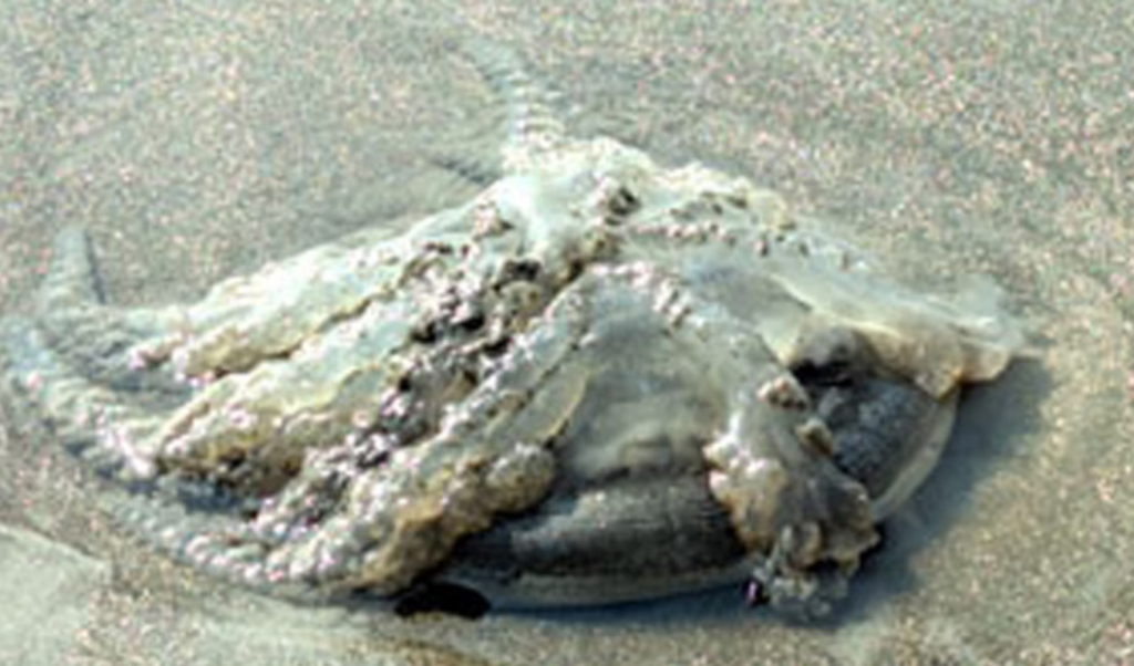 dead jellyfish spark alarm at kuakata beach Dead Jellyfish Spark Alarm at Kuakata Beach