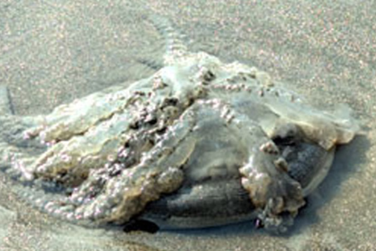 Dead Jellyfish Spark Alarm at Kuakata Beach