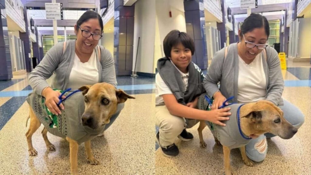 decade long search ends as microchip reunited lost dog Decade-Long Search Ends as Microchip Reunited Lost Dog