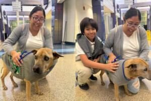 Decade-Long Search Ends as Microchip Reunited Lost Dog