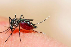 Dengue Devastates a Family