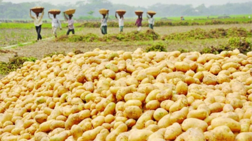 despair in thakurgaon as potato prices collapse Despair in Thakurgaon as Potato Prices Collapse