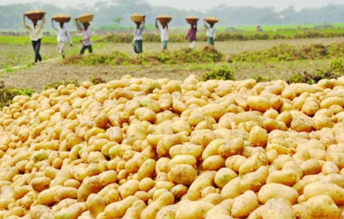 Despair in Thakurgaon as Potato Prices Collapse