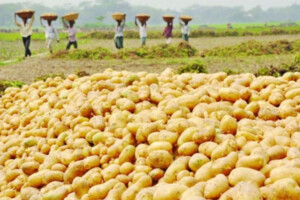 Despair in Thakurgaon as Potato Prices Collapse