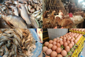 Egg prices have fallen, fish and chicken markets remain stable