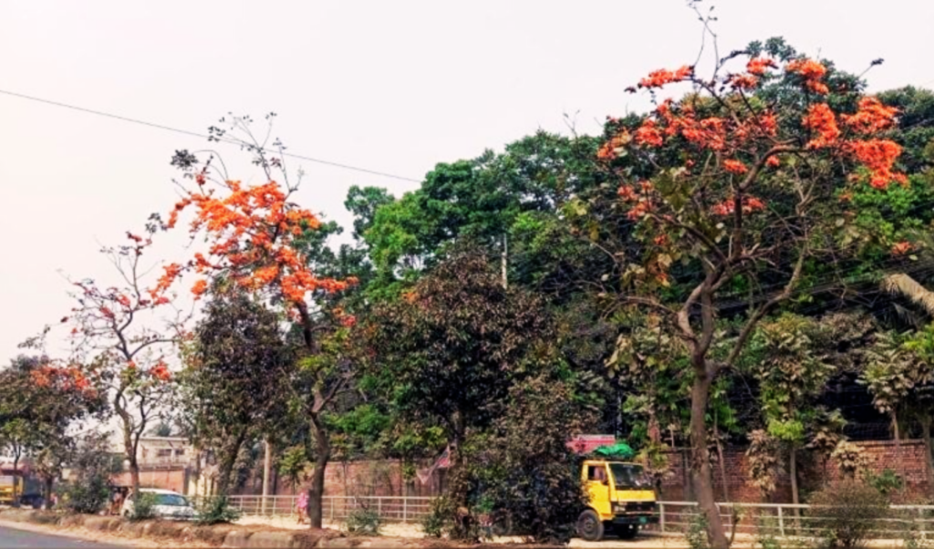 Fiery Palash Blooms Adorn Dhaka-Mymensingh Highway 2 fiery palash blooms adorn dhaka mymensingh highway Fiery Palash Blooms Adorn Dhaka-Mymensingh Highway