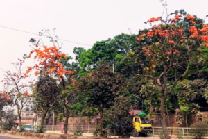 Fiery Palash Blooms Adorn Dhaka-Mymensingh Highway