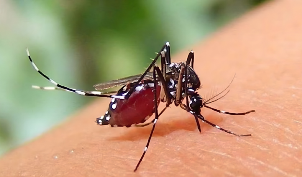 five more die from dengue 636 hospitalised in a single day Five More Die from Dengue, 636 Hospitalised in a Single Day