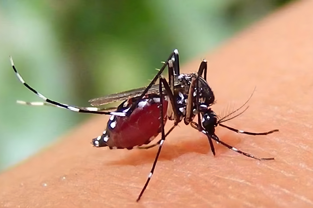 Five More Die from Dengue, 636 Hospitalised in a Single Day