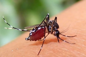 Five More Die from Dengue, 636 Hospitalised in a Single Day