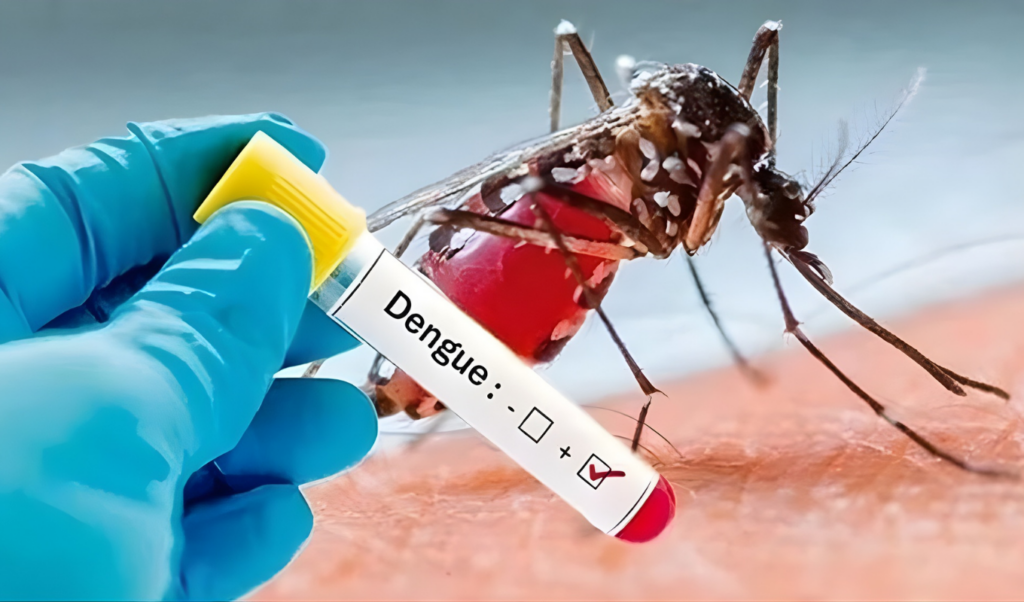 five more die of dengue in last 24 hours Five More Die of Dengue in Last 24 Hours