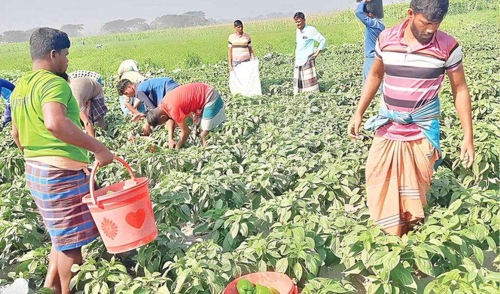 four year capsicum achievement in bhola char production triples Four-Year Capsicum Achievement in Bhola Char: Production Triples