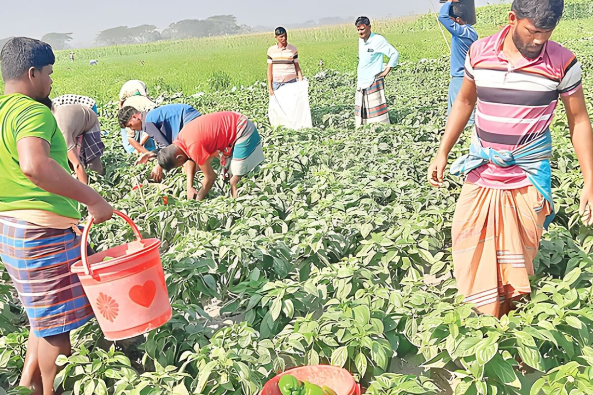 Four-Year Capsicum Achievement in Bhola Char: Production Triples