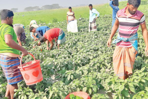Four-Year Capsicum Achievement in Bhola Char: Production Triples