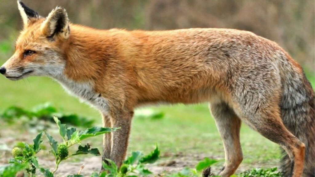 fox meat deception uncovered in pabna market raid Fox Meat Deception Uncovered in Pabna Market Raid