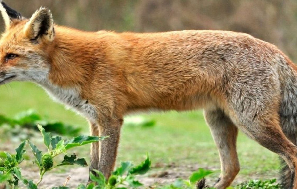 Fox Meat Deception Uncovered in Pabna Market Raid