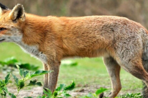 Fox Meat Deception Uncovered in Pabna Market Raid