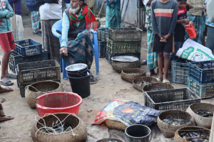 Fresh Haor Fish Market Wraps Up Within Two Hours