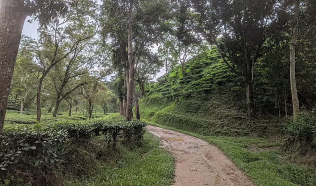 Ghost Workers Undermine Government Tea Estates 2 ghost workers undermine government tea estates Ghost Workers Undermine Government Tea Estates