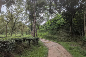 Ghost Workers Undermine Government Tea Estates