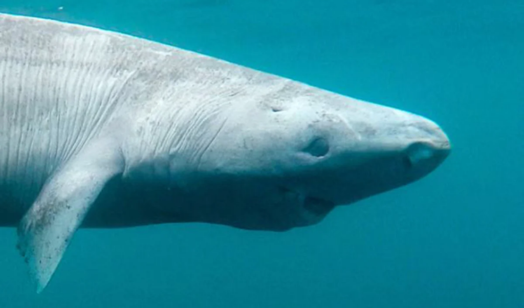 greenland shark mysteries revealed by scientists Greenland Shark Mysteries Revealed by Scientists