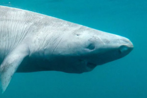 Greenland Shark Mysteries Revealed by Scientists