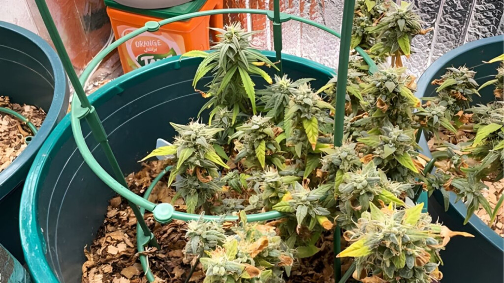 high tech kush lab uncovered in dhaka residential home High-Tech 'Kush' Lab Uncovered in Dhaka Residential Home