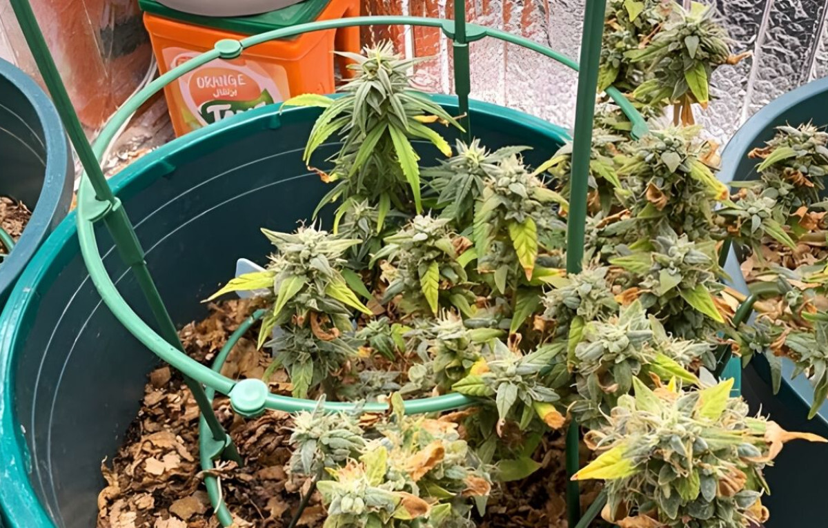 High-Tech ‘Kush’ Lab Uncovered in Dhaka Residential Home