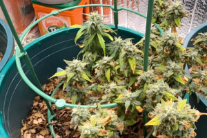 High-Tech ‘Kush’ Lab Uncovered in Dhaka Residential Home