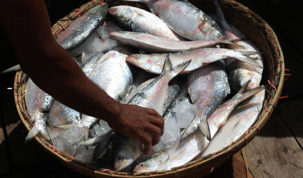 hilsa returns to market as 22 day ban comes to an end Hilsa Returns to Market as 22-Day Ban Comes to an End