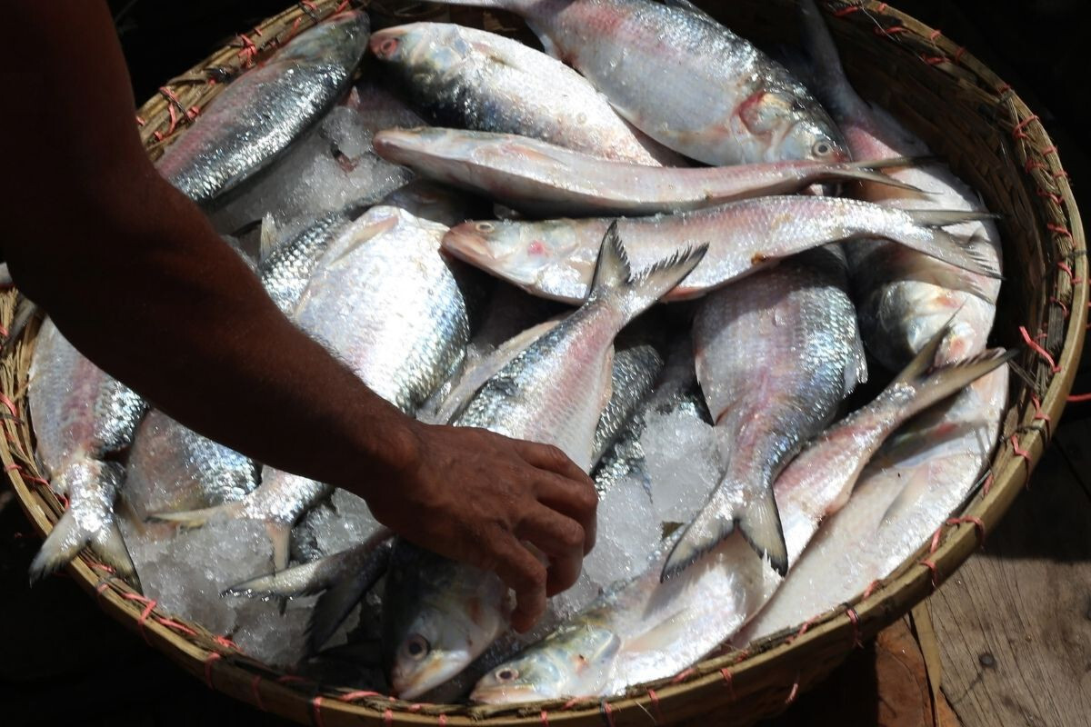 Hilsa Returns to Market as 22-Day Ban Comes to an End
