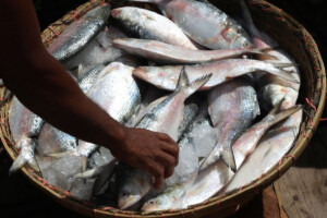 Hilsa Returns to Market as 22-Day Ban Comes to an End