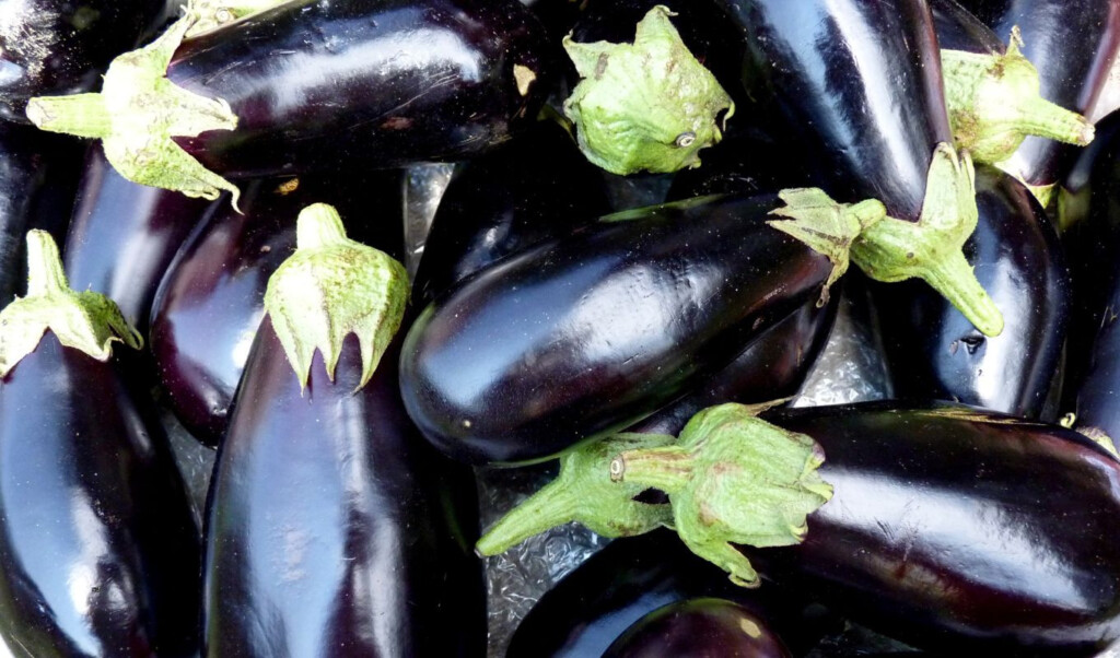 how to tell if an eggplant has worms How to Tell If an Eggplant Has Worms