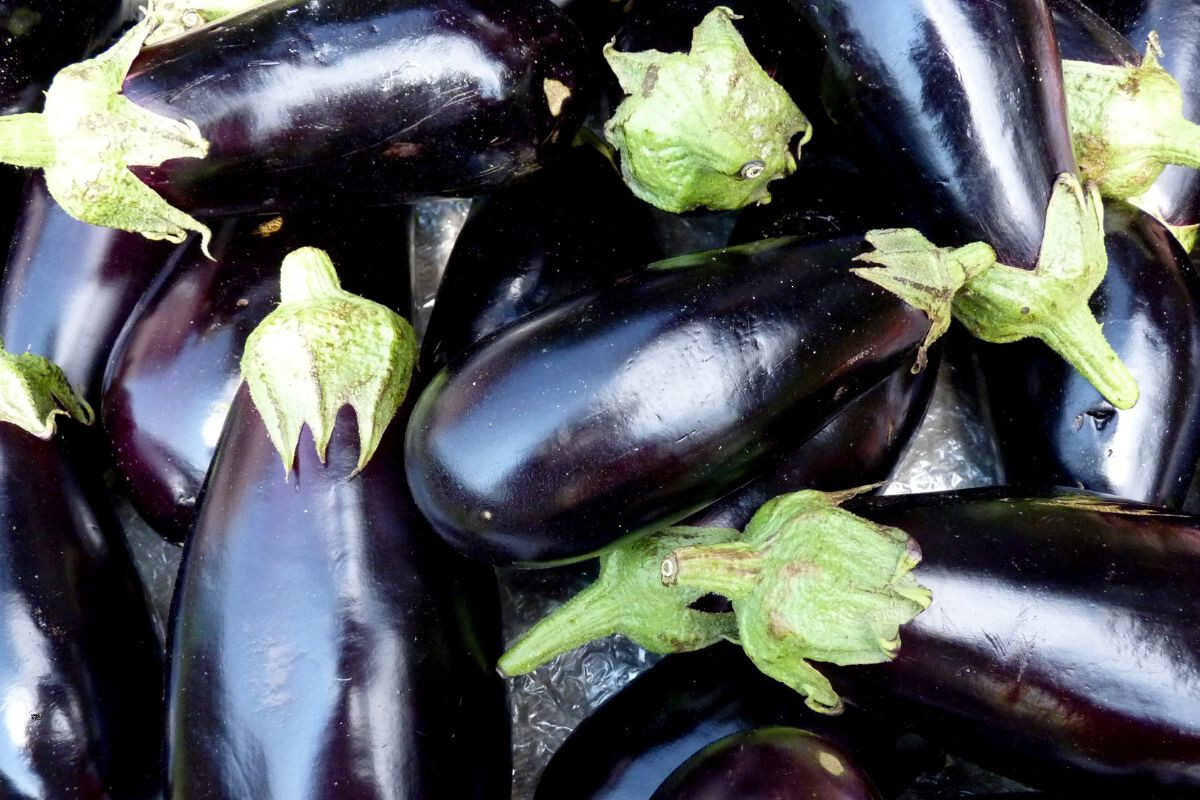 How to Tell If an Eggplant Has Worms