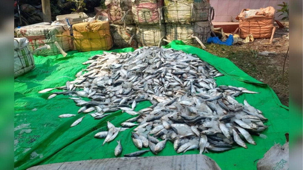 huge consignment of juvenile hilsa seized in noakhali Huge Consignment of Juvenile Hilsa Seized in Noakhali