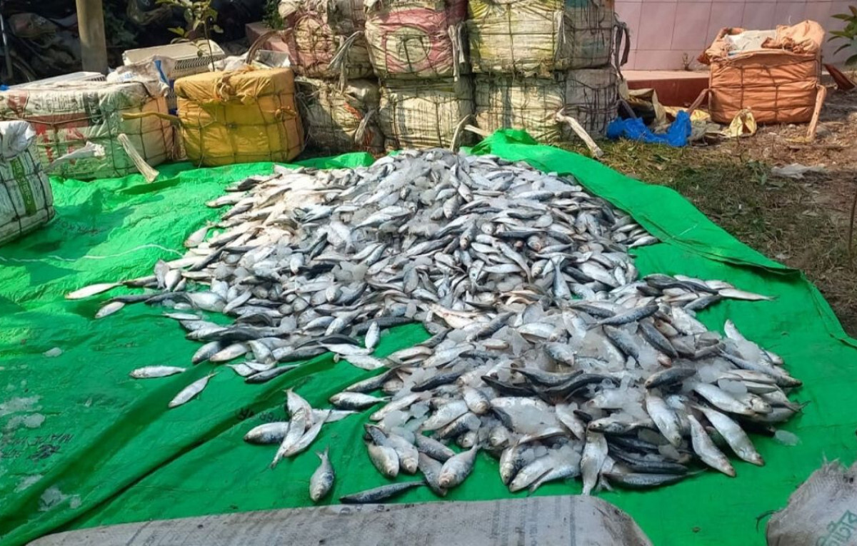 Huge Consignment of Juvenile Hilsa Seized in Noakhali