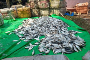 Huge Consignment of Juvenile Hilsa Seized in Noakhali